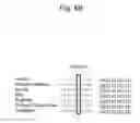 Fig. 13 - DETECTION METHOD FOR GENETIC DISEASE