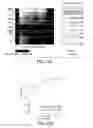 Fig. 33 - Methods using DNA methylation for identifying a cell or a mixture of cells for prognosis and diagnosis of diseases, and for cell remediation therapies