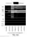 Fig. 41 - Methods using DNA methylation for identifying a cell or a mixture of cells for prognosis and diagnosis of diseases, and for cell remediation therapies