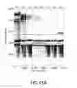 Fig. 70 - Methods using DNA methylation for identifying a cell or a mixture of cells for prognosis and diagnosis of diseases, and for cell remediation therapies