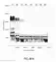 Fig. 72 - Methods using DNA methylation for identifying a cell or a mixture of cells for prognosis and diagnosis of diseases, and for cell remediation therapies