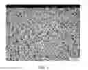 Fig. 02 - TITANIUM SINTERED BODY AND ORNAMENT