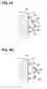 Fig. 05 - EXHAUST GAS PURIFICATION DEVICE FOR INTERNAL COMBUSTION ENGINE