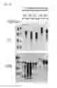 Fig. 30 - Gram-positive bacteria specific binding compounds