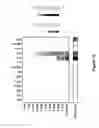 Fig. 19 - System, device and method for high-throughput multi-plexed detection
