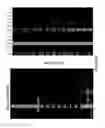 Fig. 50 - System, device and method for high-throughput multi-plexed detection