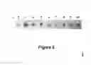 Fig. 03 - Method for high-throughput protein detection with two antibody microarrays