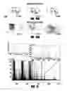 Fig. 10 - Pre-coated surfaces for imaging biomolecules