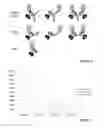 Fig. 03 - Protein L based bioassay method for determining presence of soluble antibodies in a sample and kit therefor
