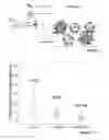 Fig. 07 - Protein L based bioassay method for determining presence of soluble antibodies in a sample and kit therefor