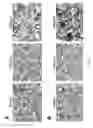 Fig. 06 - ASSAY-READY RECOMBINANT CELLS TRANSIENTLY OVEREXPRESSING
GENES ENCODING DRUG TRANSPORTER PROTEINS AND/OR DRUG
METABOLIZING ENZYMES