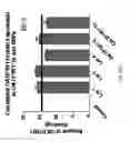 Fig. 103 - ASSAY-READY RECOMBINANT CELLS TRANSIENTLY OVEREXPRESSING
GENES ENCODING DRUG TRANSPORTER PROTEINS AND/OR DRUG
METABOLIZING ENZYMES