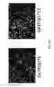 Fig. 85 - ASSAY-READY RECOMBINANT CELLS TRANSIENTLY OVEREXPRESSING
GENES ENCODING DRUG TRANSPORTER PROTEINS AND/OR DRUG
METABOLIZING ENZYMES