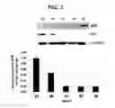Fig. 02 - Beef-specific age determination marker containing the p21 protein
