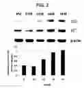 Fig. 03 - Beef-specific age determination marker containing the p21 protein