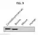 Fig. 10 - Beef-specific age determination marker containing the p21 protein