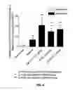 Fig. 05 - Methods useful for vitamin D deficiency and related disorders