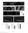 Fig. 02 - Compositions and methods utilizing lysophosphatidylcholine scaffolds