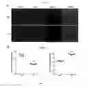 Fig. 08 - Compositions and methods utilizing lysophosphatidylcholine scaffolds