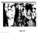 Fig. 08 - Training system for detection and classification of artificial objects in X-ray images