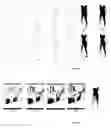 Fig. 08 - Parameterized model of 2D articulated human shape