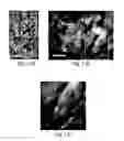 Fig. 22 - Methods and systems for scaffolds comprising nanoelectronic components