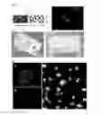Fig. 04 - Cell-based electromechanical biocomputing