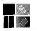 Fig. 08 - Cell-based electromechanical biocomputing