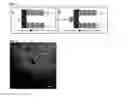 Fig. 17 - Cell-based electromechanical biocomputing