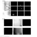 Fig. 20 - Cell-based electromechanical biocomputing