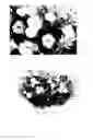 Fig. 01 - plant named ‘USTUN69002’