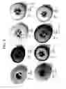 Fig. 03 - Melon plants with enhanced fruit yields
