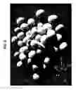 Fig. 04 - Melon plants with enhanced fruit yields