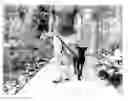 Fig. 02 - Method for Training Animals