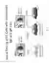 Fig. 20 - ANIMAL MODELS AND THERAPEUTIC MOLECULES
