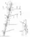 Fig. 08 - Bird Spike With Plastic Base Having Upper Recesses