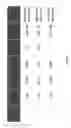Fig. 02 - System and Method for Controlling the Harshness of Nicotine-Based Dry Powder Formulations