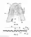 Fig. 09 - Method of manufacturing article of footwear with graduated projections