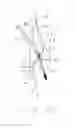 Fig. 08 - Minimal incision removable bone screw