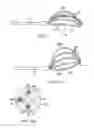 Fig. 10 - Basket catheter with deflectable spine
