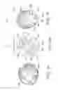 Fig. 08 - Dental implant for bone collection and distribution