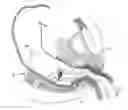 Fig. 01 - METHOD AND APPARATUS FOR ENDOSCOPICALLY TREATING RECTAL PROLAPSE