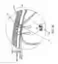 Fig. 25 - METHOD AND APPARATUS FOR ENDOSCOPICALLY TREATING RECTAL PROLAPSE