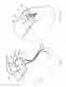 Fig. 09 - TRANSOSSEOUS SUTURE CONSTRUCTS