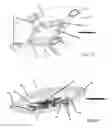 Fig. 12 - Double accommodating intraocular accordion lens