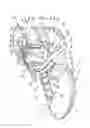 Fig. 02 - ANKLE BRACE