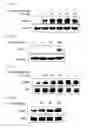 Fig. 09 - METHOD FOR PREPARING 3,6-ANHYDRO-L-GALACTOSE, AND USE THEREOF