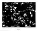Fig. 19 - COMPOSITIONS FOR RESPIRATORY DELIVERY OF ACTIVE AGENTS AND ASSOCIATED METHODS AND SYSTEMS