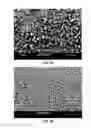 Fig. 05 - Solvent extraction from biodegradable microparticles