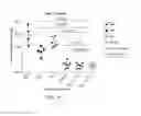 Fig. 29 - Carrier-antibody compositions and methods of making and using the same